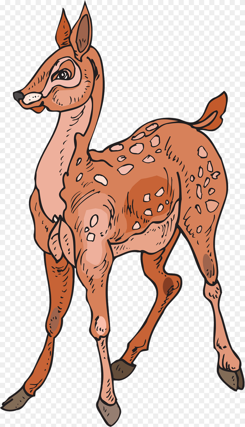 Fawn Clipart, Animal, Deer, Wildlife, Mammal Png Image