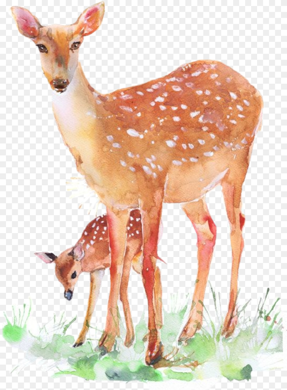 Fawn Doe Deer Babydeer Forest Forestanimals Nature Natu Deer, Animal, Mammal, Wildlife, Antelope Png Image