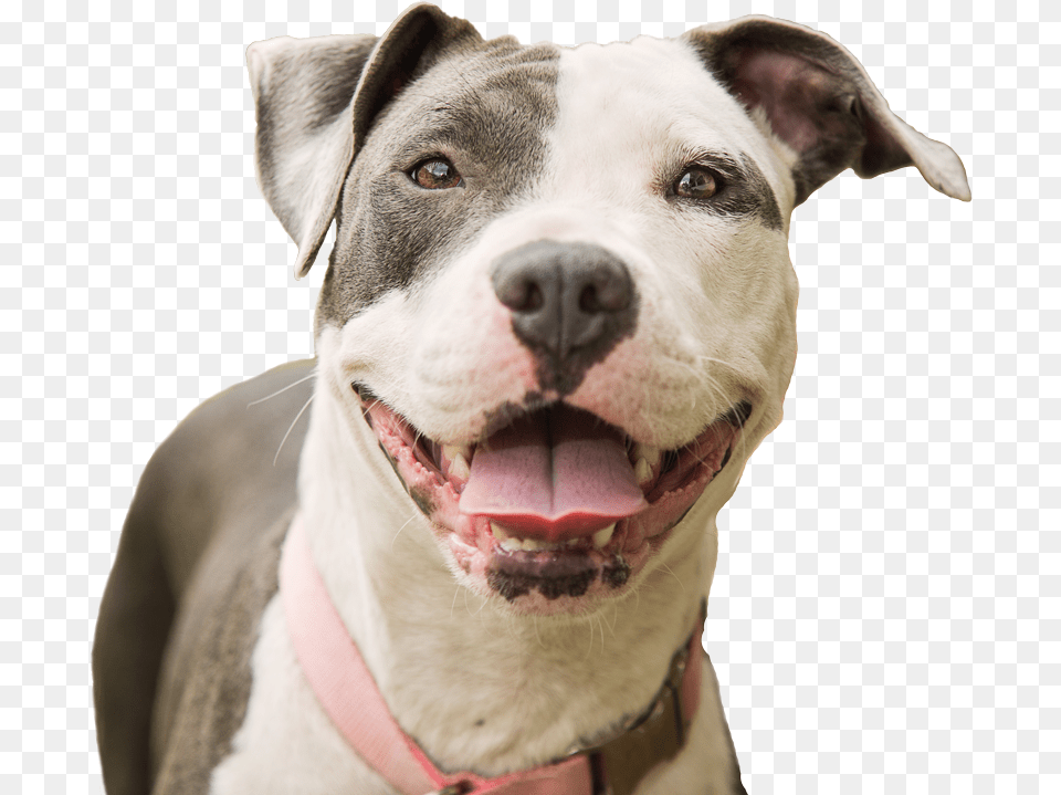 Fayette Regional Humane Happy Pitbull, Animal, Bulldog, Canine, Dog Free Png Download