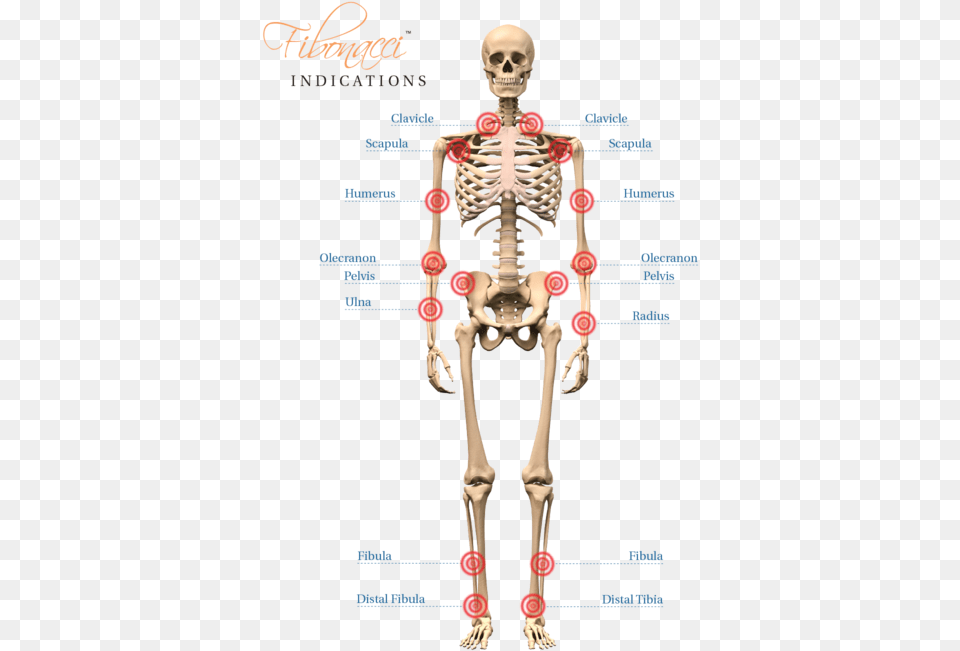 Fb Indications Human Skeleton Hd, Person, Face, Head Free Transparent Png