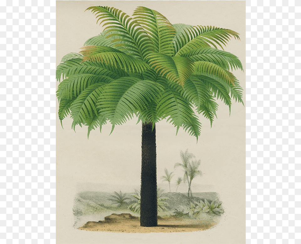 4827 Symbolism, Palm Tree, Plant, Tree, Fern Free Png