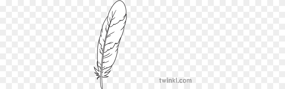 Feather 1 Fantastic Feathers Birds Animals Ks1 Black And Twinkl Autumn Leaves, Bottle, Leaf, Plant, Astronomy Png