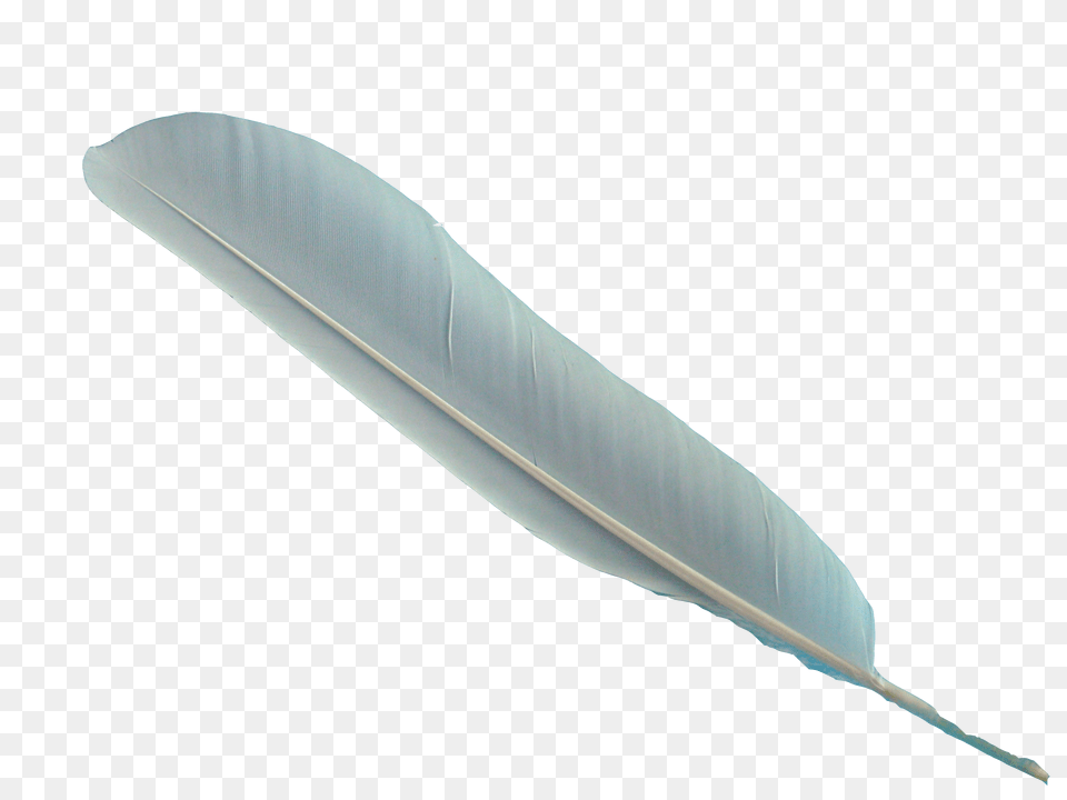 Feather, Leaf, Plant, Bottle, Blade Png Image