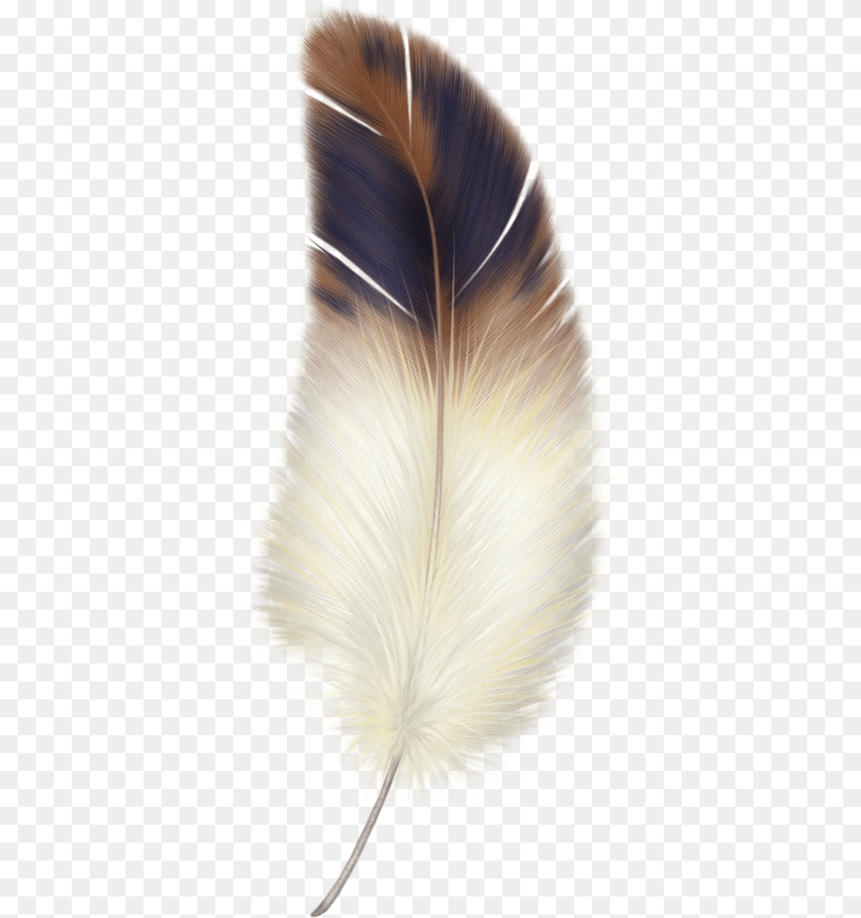 Feather, Accessories, Plant Free Png