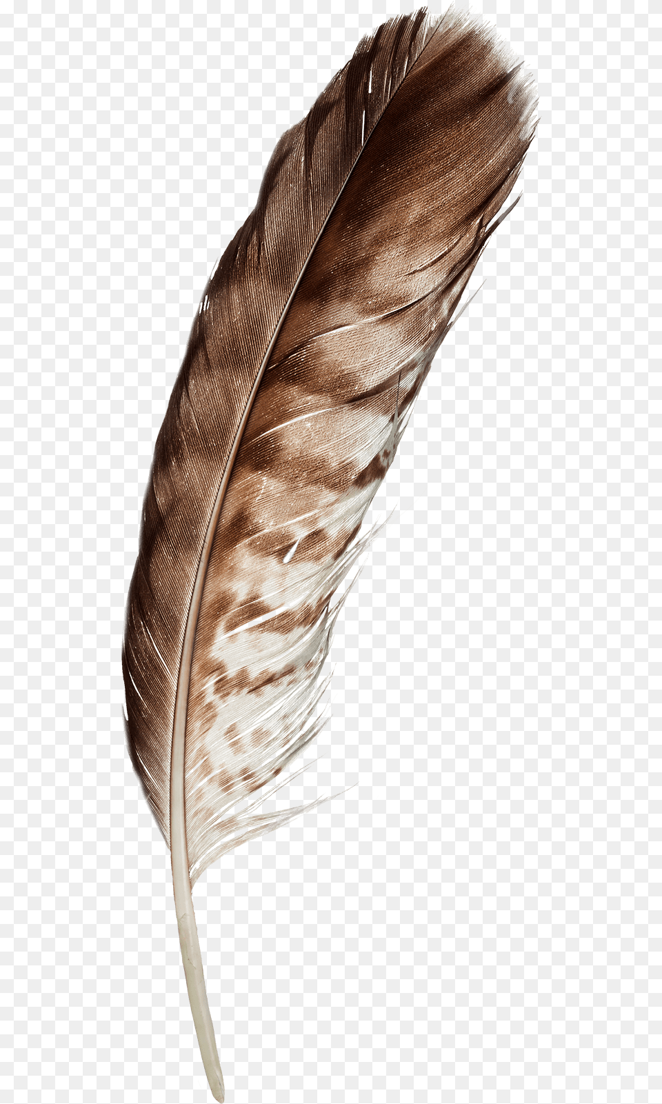Feather, Bottle, Person, Ink Bottle Free Transparent Png