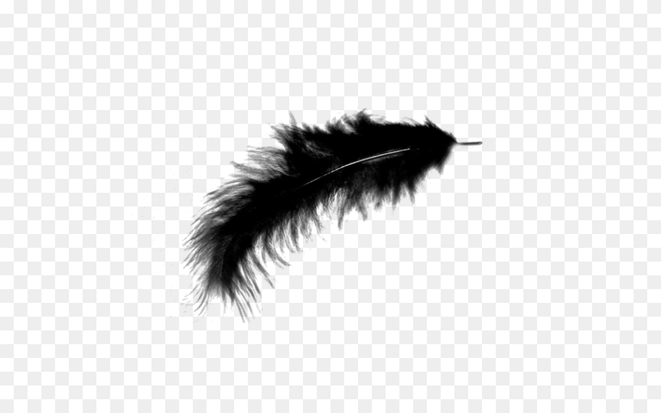 Feather, Silhouette, Stencil, Animal, Bird Png Image