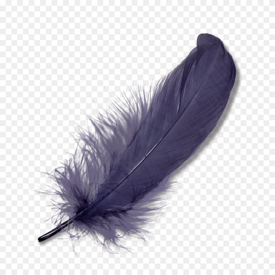 Feather, Accessories, Bottle, Animal, Bird Free Transparent Png