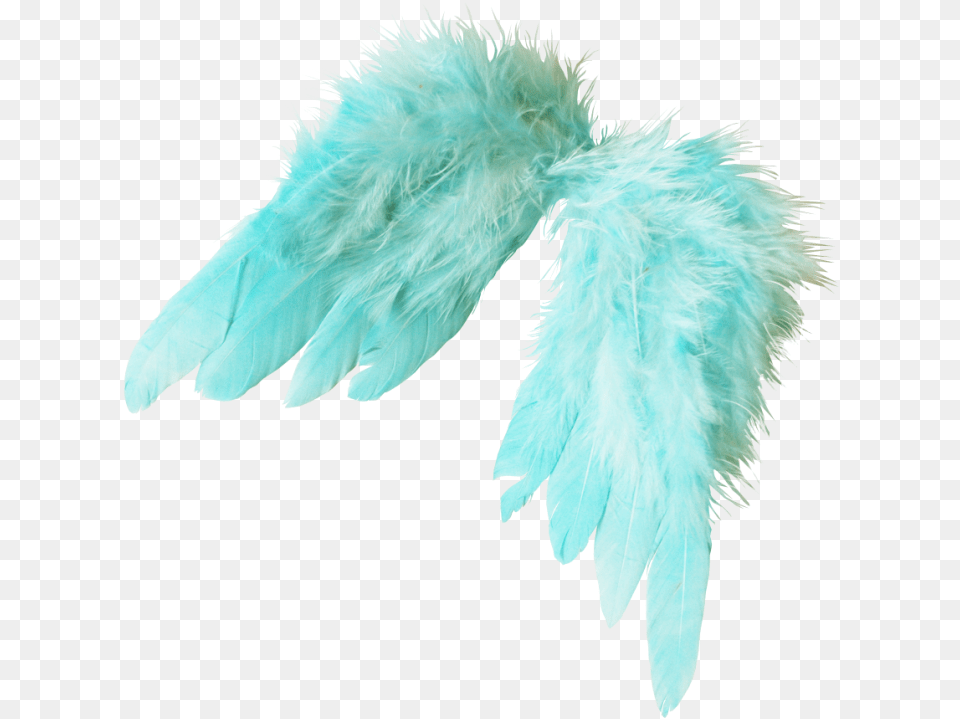 Feather, Accessories, Feather Boa, Animal, Bird Free Png Download