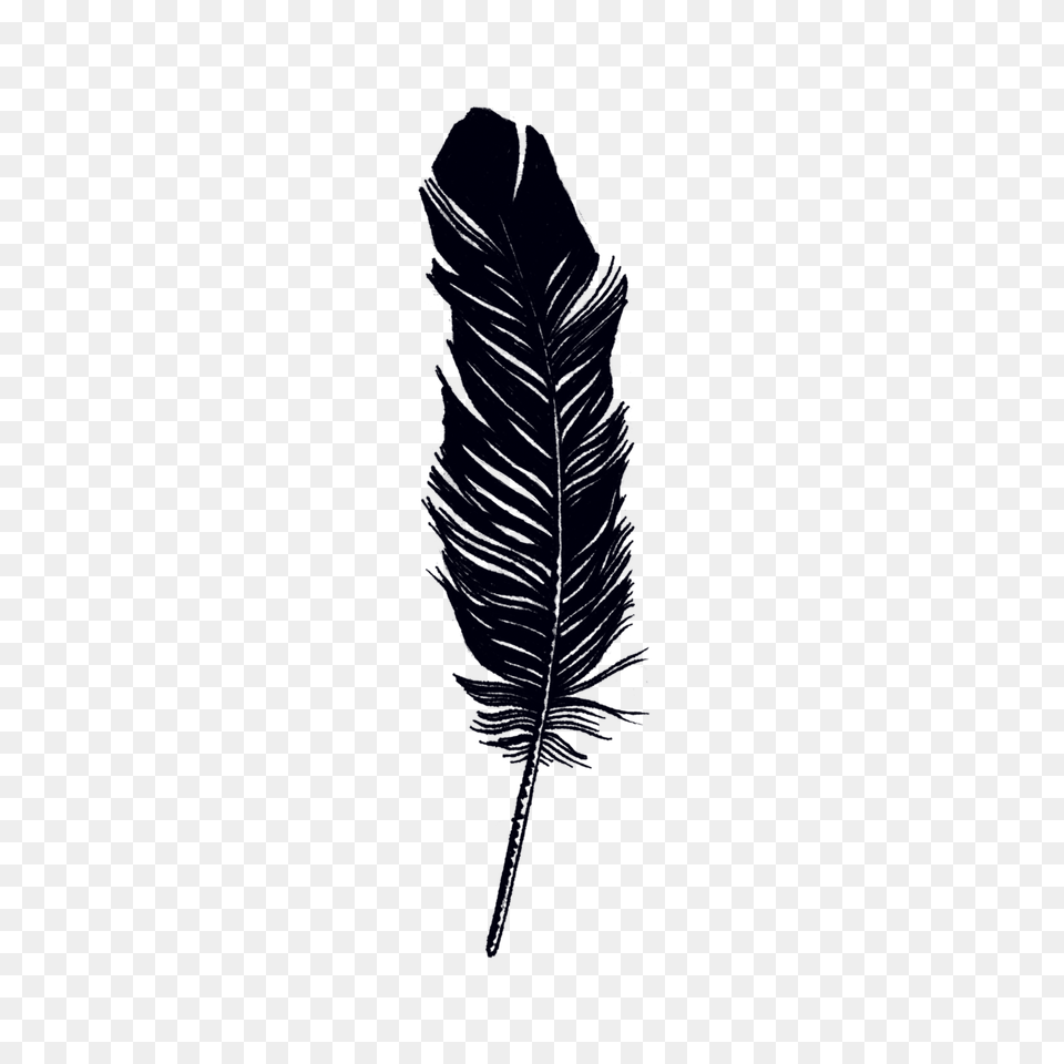 Feather, Bottle, Plant, Reed Png