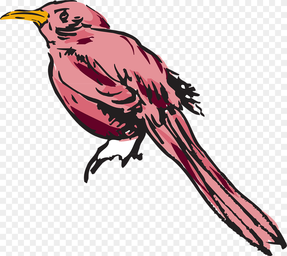 Feather, Animal, Beak, Bird, Blackbird Free Png