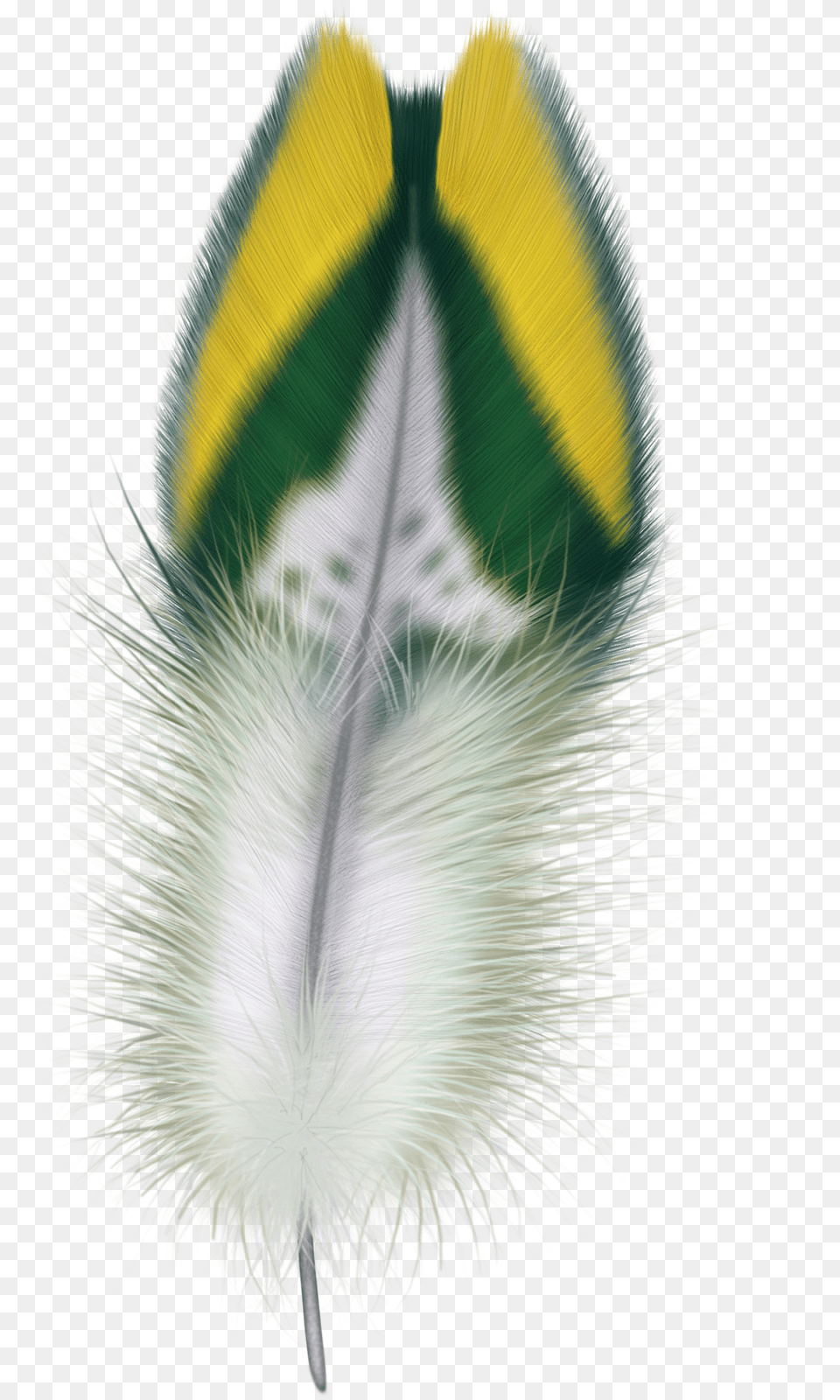 Feather, Flower, Plant Png