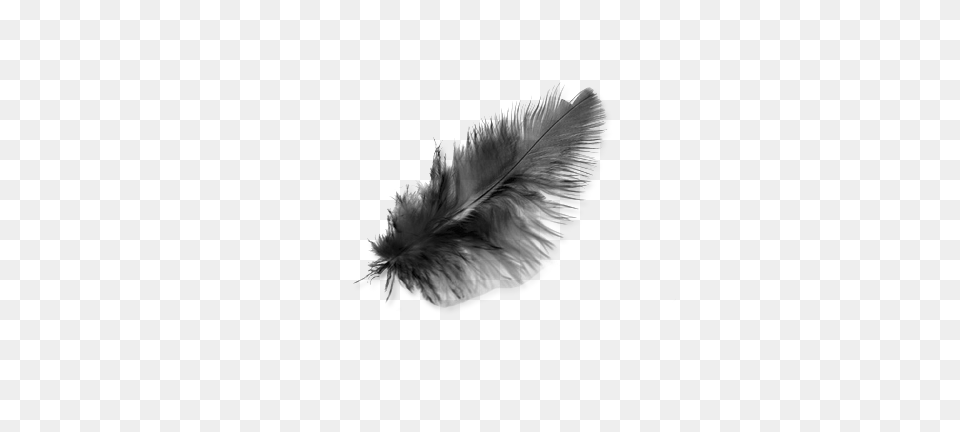 Feather, Gray Png Image