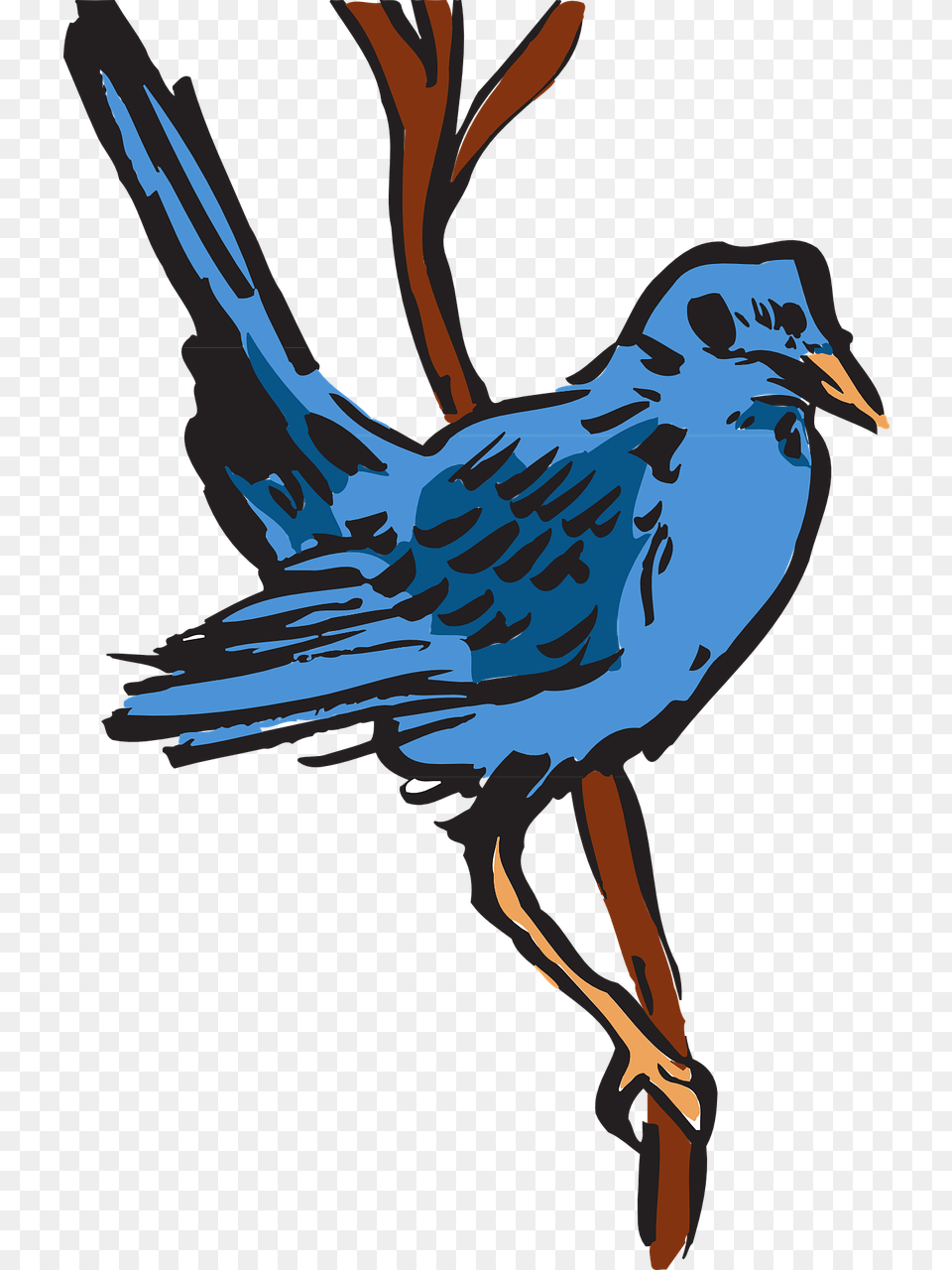 Feather, Animal, Bird, Jay, Person Png