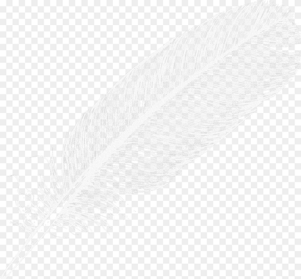 Feather, Bottle, Art, Plant, Reed Png Image