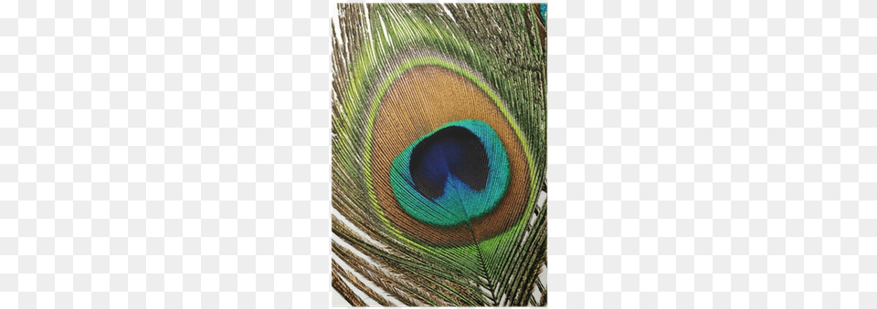 Feather, Animal, Bird, Peacock, Blackboard Free Png
