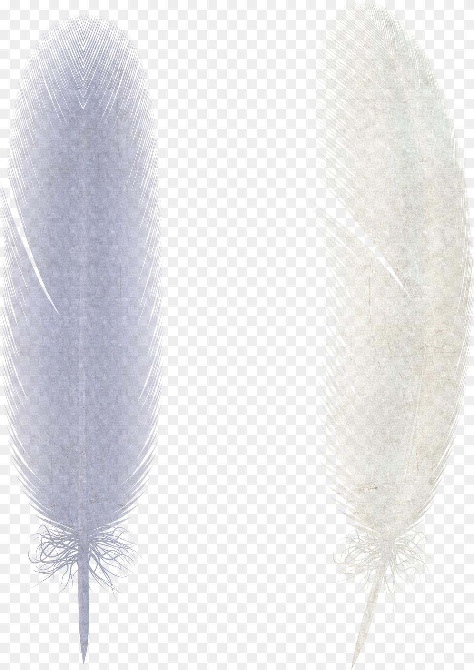 Feather, Pattern, Texture Free Png Download