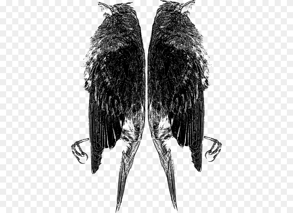 Feather, Person, Silhouette, Black Free Transparent Png