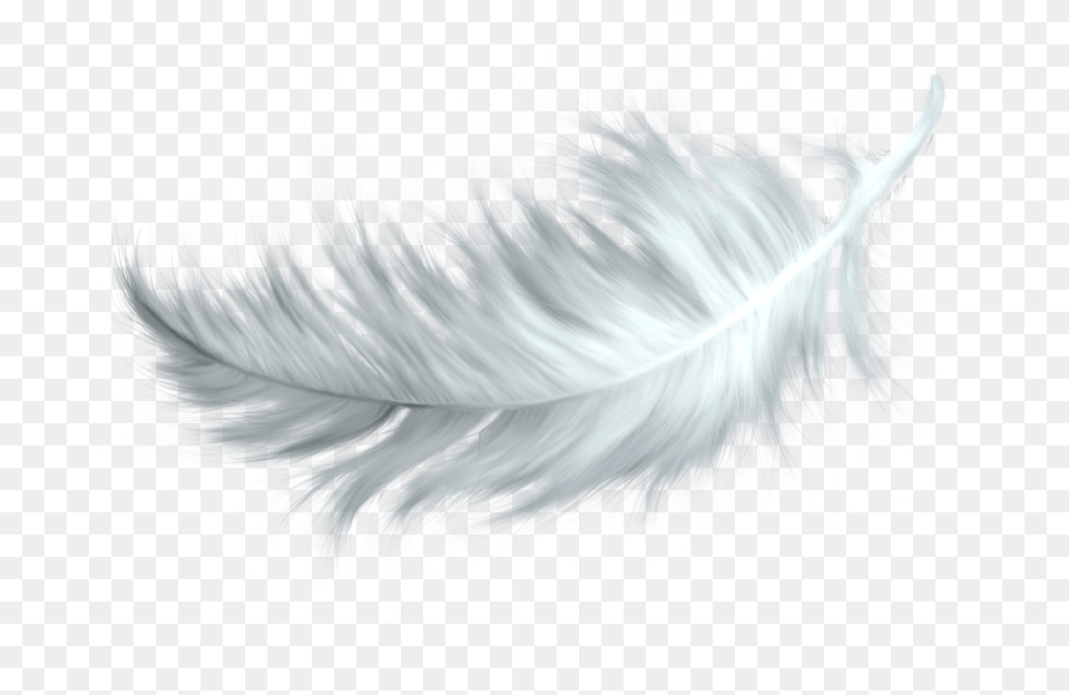 Feather, Accessories, Art, Animal, Bird Png