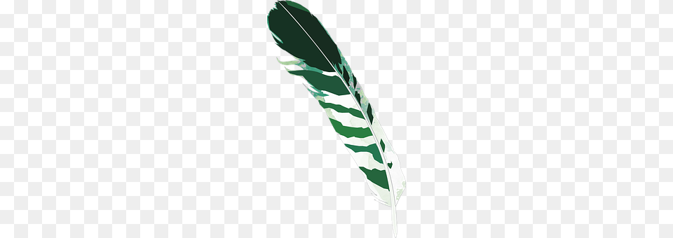 Feather Leaf, Plant, Bottle, Bow Free Transparent Png