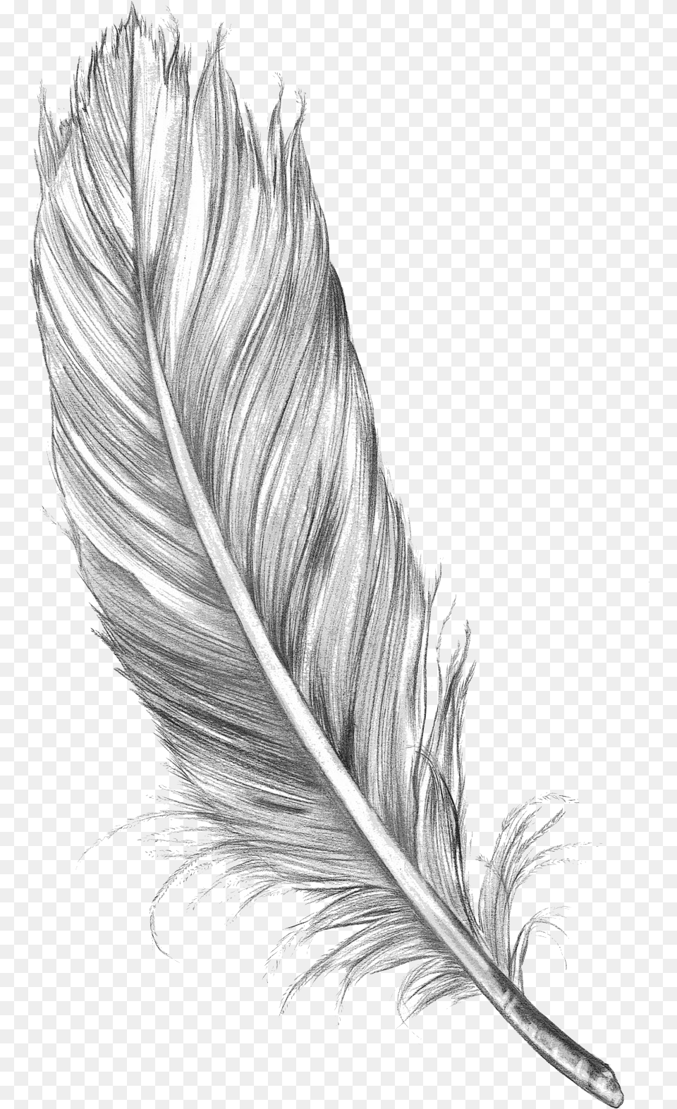 Feather Art Drawing Sketch Bird Hd Clipart Feather Sketch, Bottle, Person Png Image