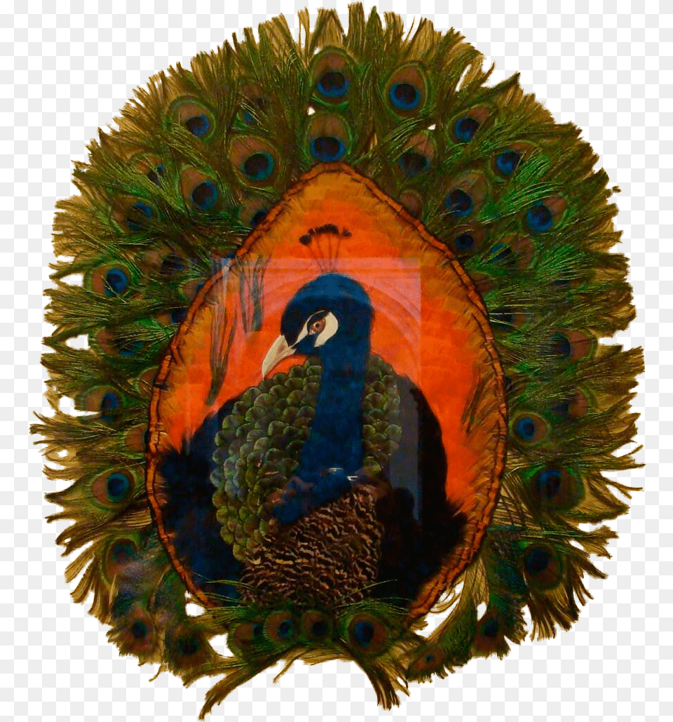 Feather Art Peafowl, Animal, Beak, Bird Free Transparent Png