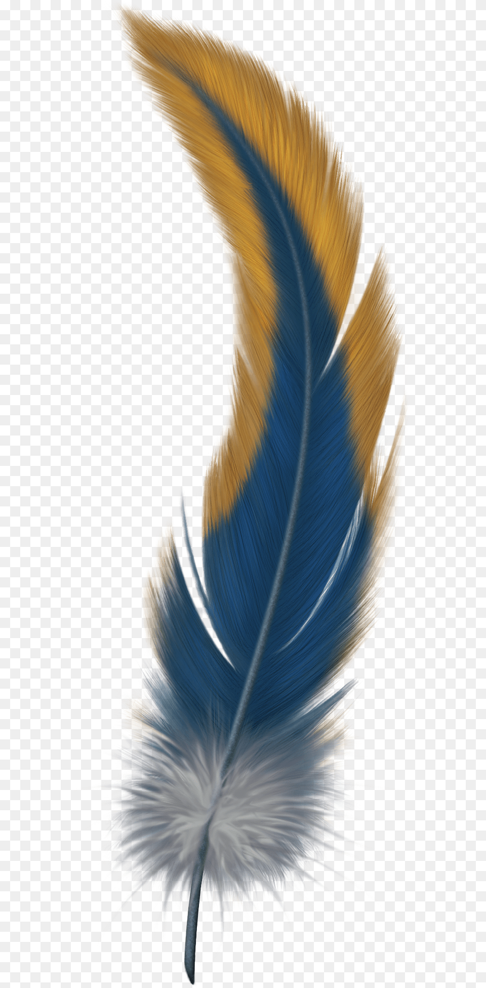 Feather Bird Of Paradise Feather, Accessories, Pattern, Fractal, Ornament Png Image