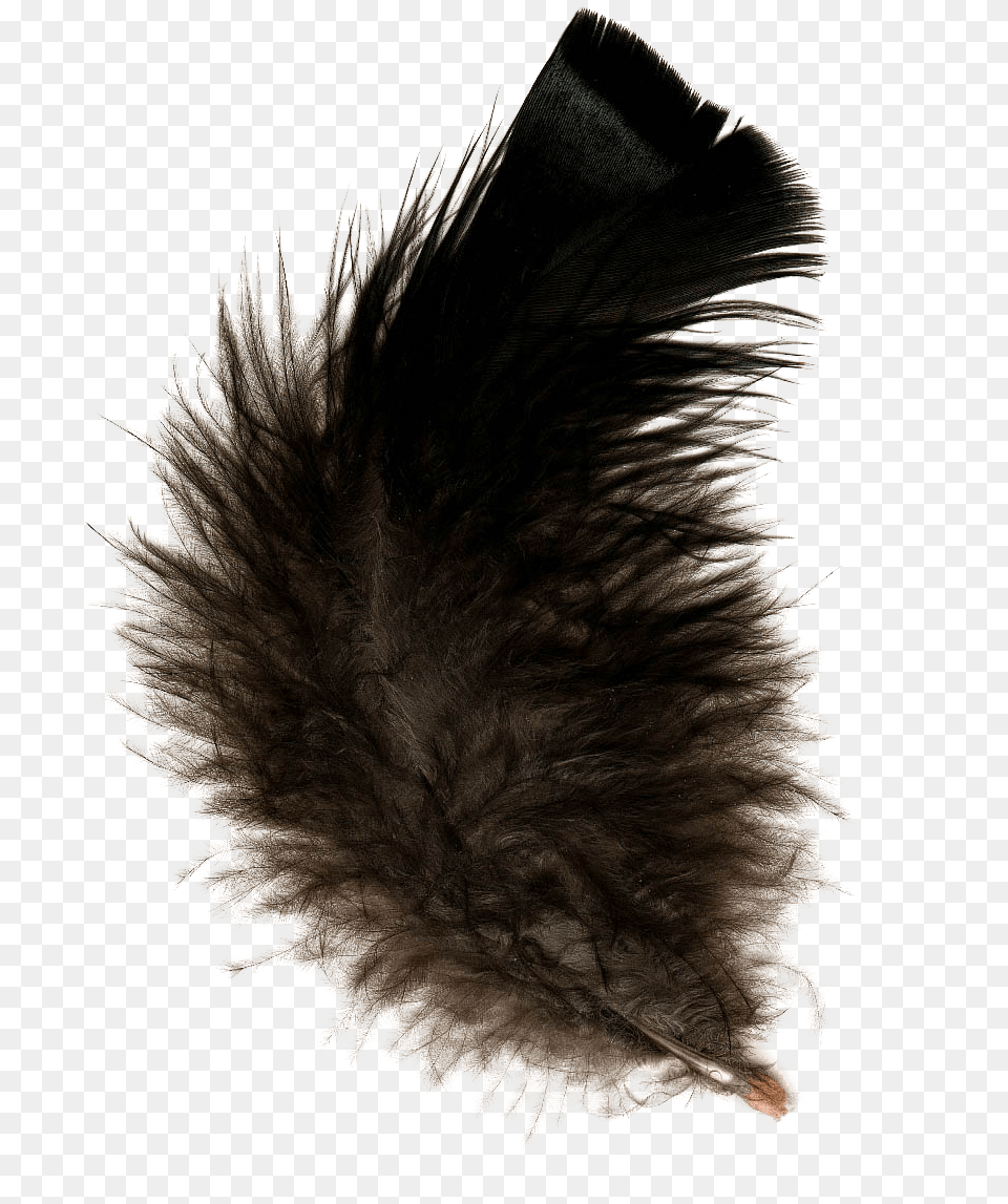 Feather Black, Adult, Female, Person, Woman Png