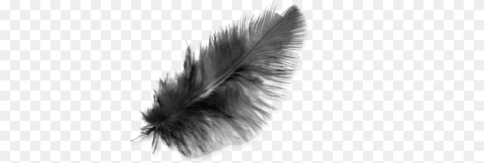 Feather Black Transparent, Gray Png