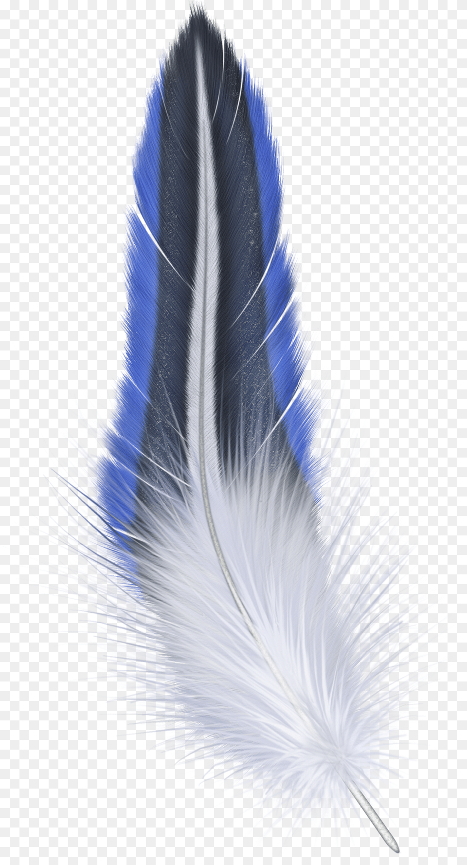 Feather Blue Feather, Plant, Brush, Device, Tool Free Transparent Png