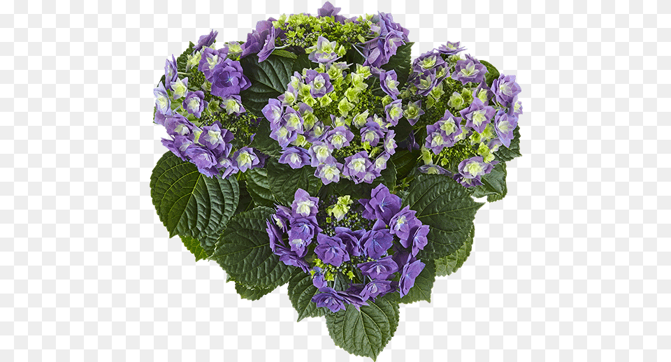 Feather Blue Ktterheinrich Bouquet, Flower, Flower Arrangement, Flower Bouquet, Geranium Free Png