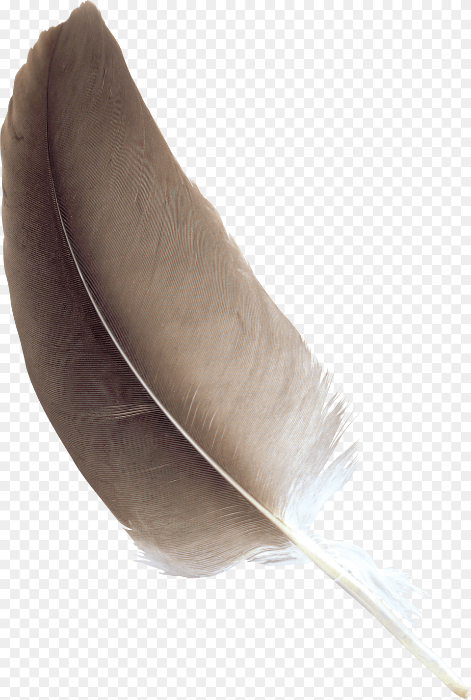 Feather Brown, Bottle Png Image