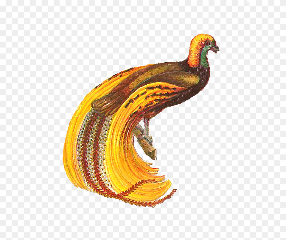 Feather Clip Art, Animal, Bird, Vulture Free Transparent Png