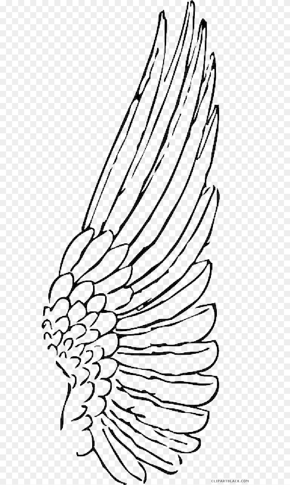 Feather Clipart Animal Feather Animal Transparent Free Wing Clipart, Art, Drawing Png Image
