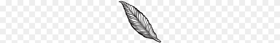 Feather Clipart Feathers Clip Art, Leaf, Plant Free Png Download