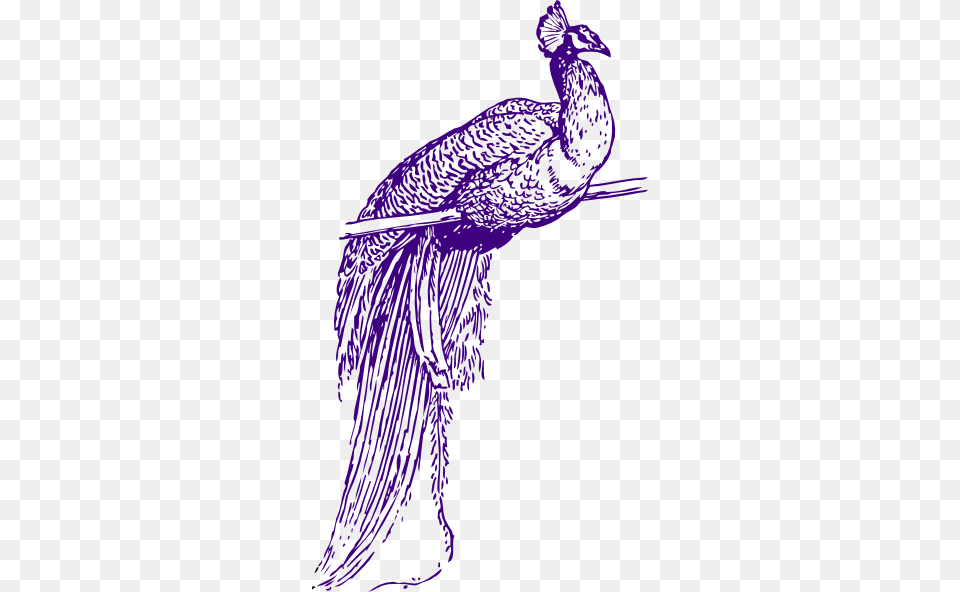 Feather Clipart Purple Peacock Clip Art, Animal, Bird, Chicken, Fowl Free Transparent Png