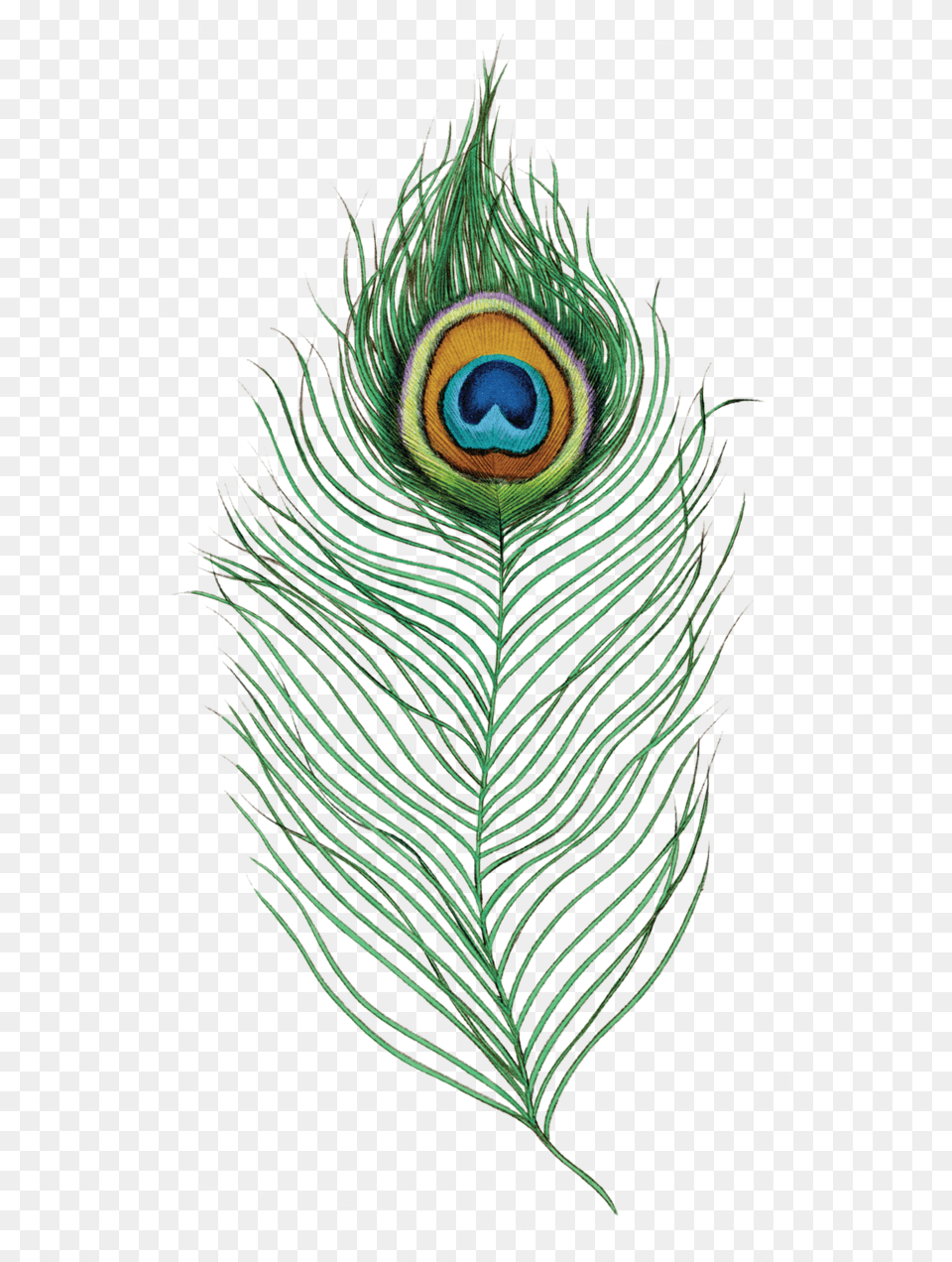 Feather Drawing, Plant, Animal, Bird, Peacock Free Png Download