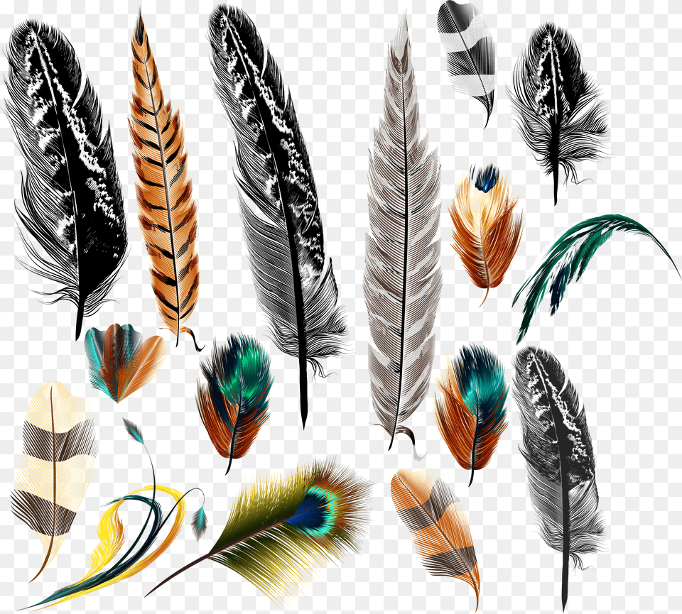 Feather Drawing Big And Small Feather Decor Graphic Print Realistic Bird Feather Drawing Free Transparent Png