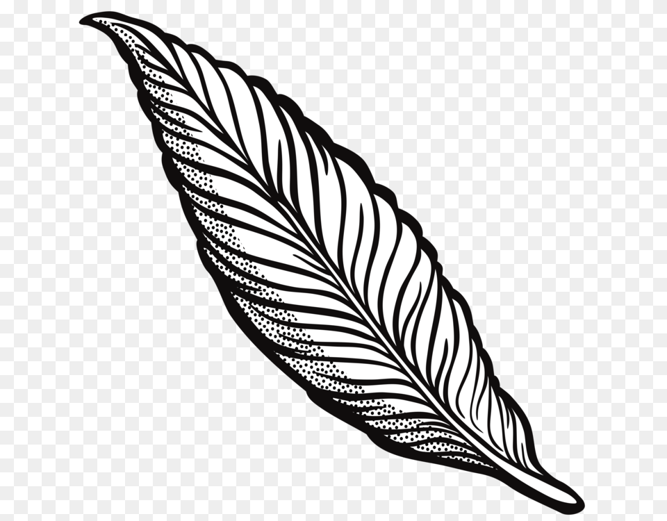 Feather Drawing Line Art Quill Cartoon, Leaf, Plant Free Png Download