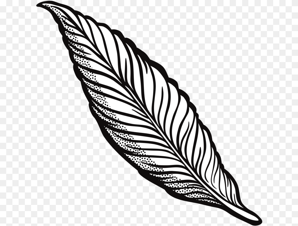 Feather Drawing Line Art Quill Cartoon Feather Clip Art, Leaf, Plant Free Png Download