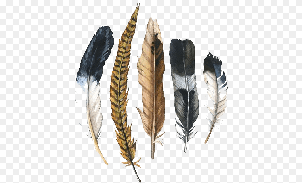 Feather Drawing Pheasant Feather Clip Art, Leaf, Plant, Bottle, Animal Png Image