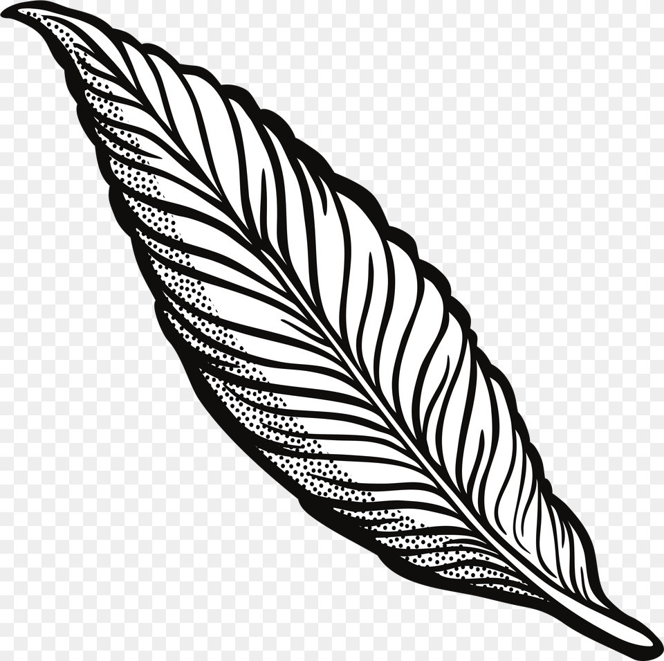 Feather Drawing Transparent U0026 Clipart Download Ywd Feather Clipart Black And White, Leaf, Plant, Art Free Png