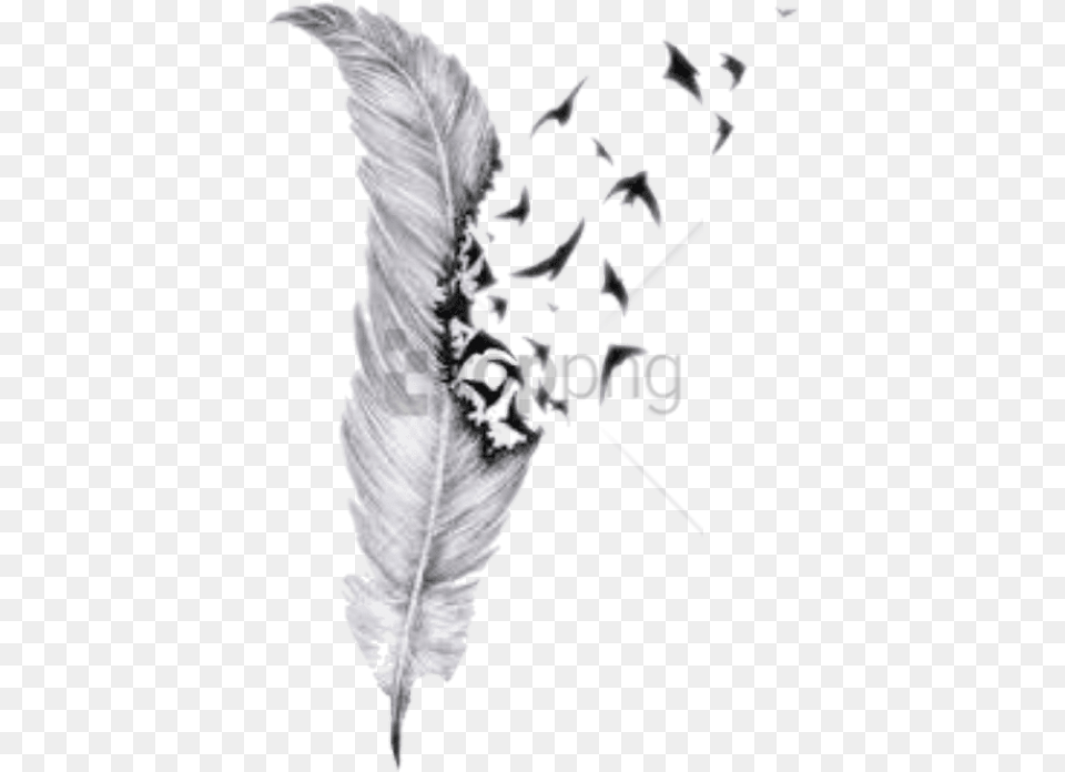 Feather Drawings With Birds Image With Pencil Feather Drawing, Insect, Animal, Bee, Wasp Png