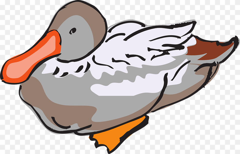 Feather Duck Clipart Explore Pictures, Animal, Beak, Bird, Waterfowl Free Png