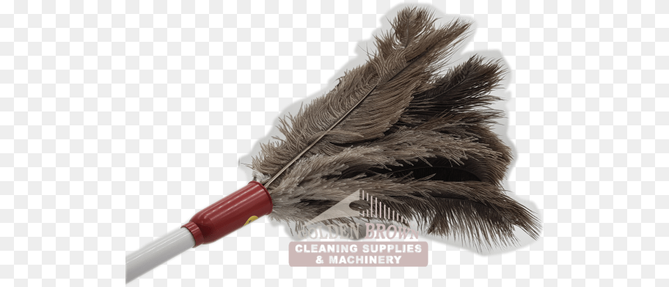 Feather Duster, Adult, Female, Person, Woman Png