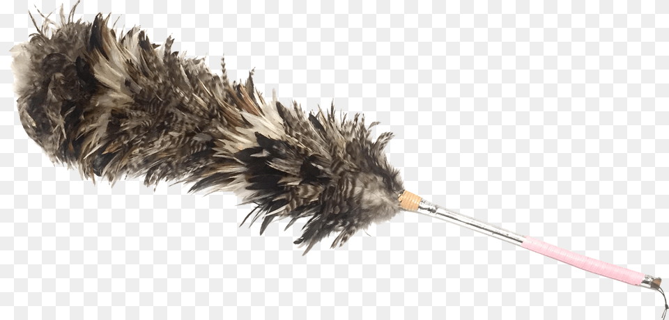 Feather Duster Feather Boa, Animal, Bird Png Image