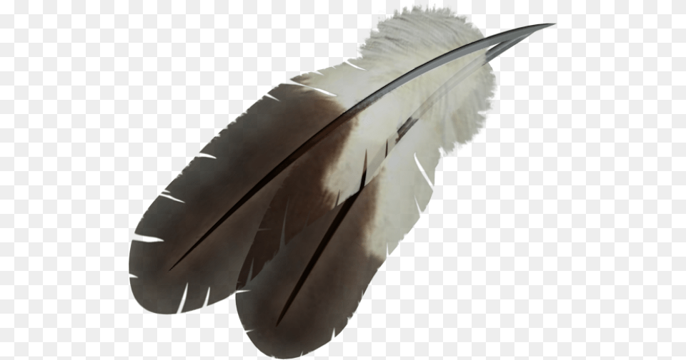 Feather Eagle Feather, Animal, Beak, Bird, Bottle Png Image