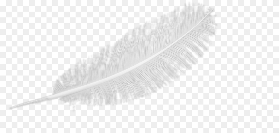 Feather Eyelash Extensions, Bottle, Powder Free Transparent Png