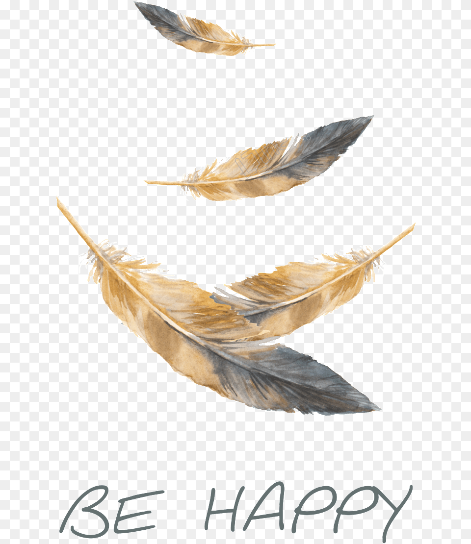 Feather Falling Paper, Animal, Bird Png