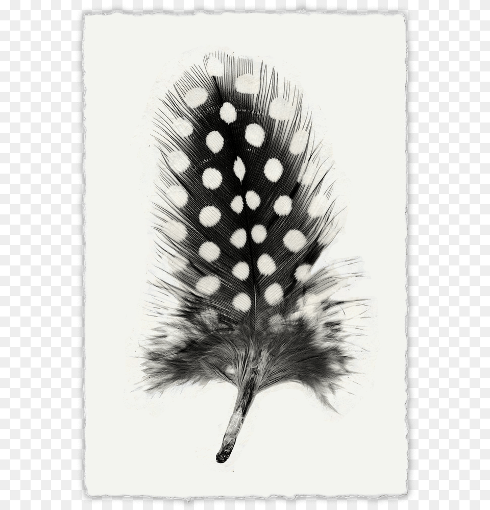 Feather Feather Study, Art, Drawing, Animal, Bird Free Png