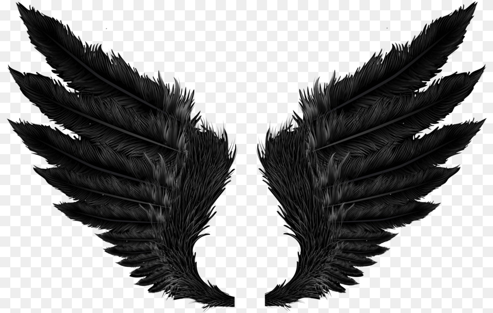 Feather Feathers Featherwings Blackwongs Wings Wings, Plant Free Transparent Png